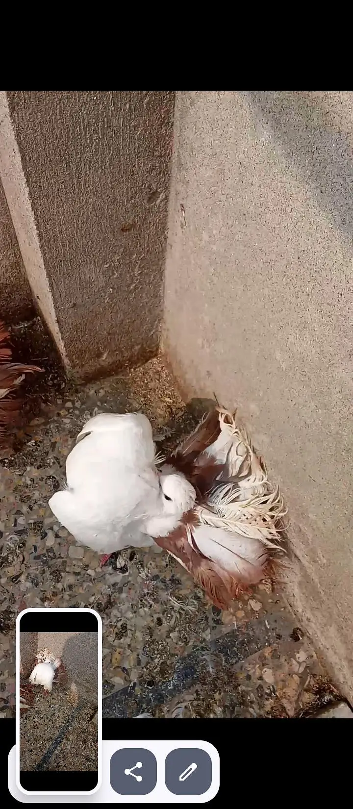 Laka Pigeons — photo 4