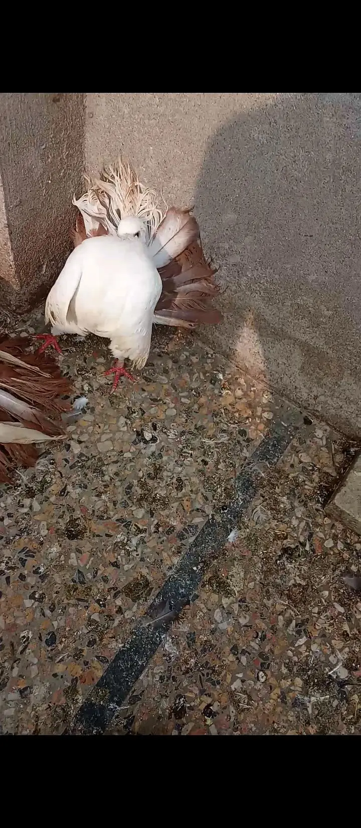 Laka Pigeons — photo 5