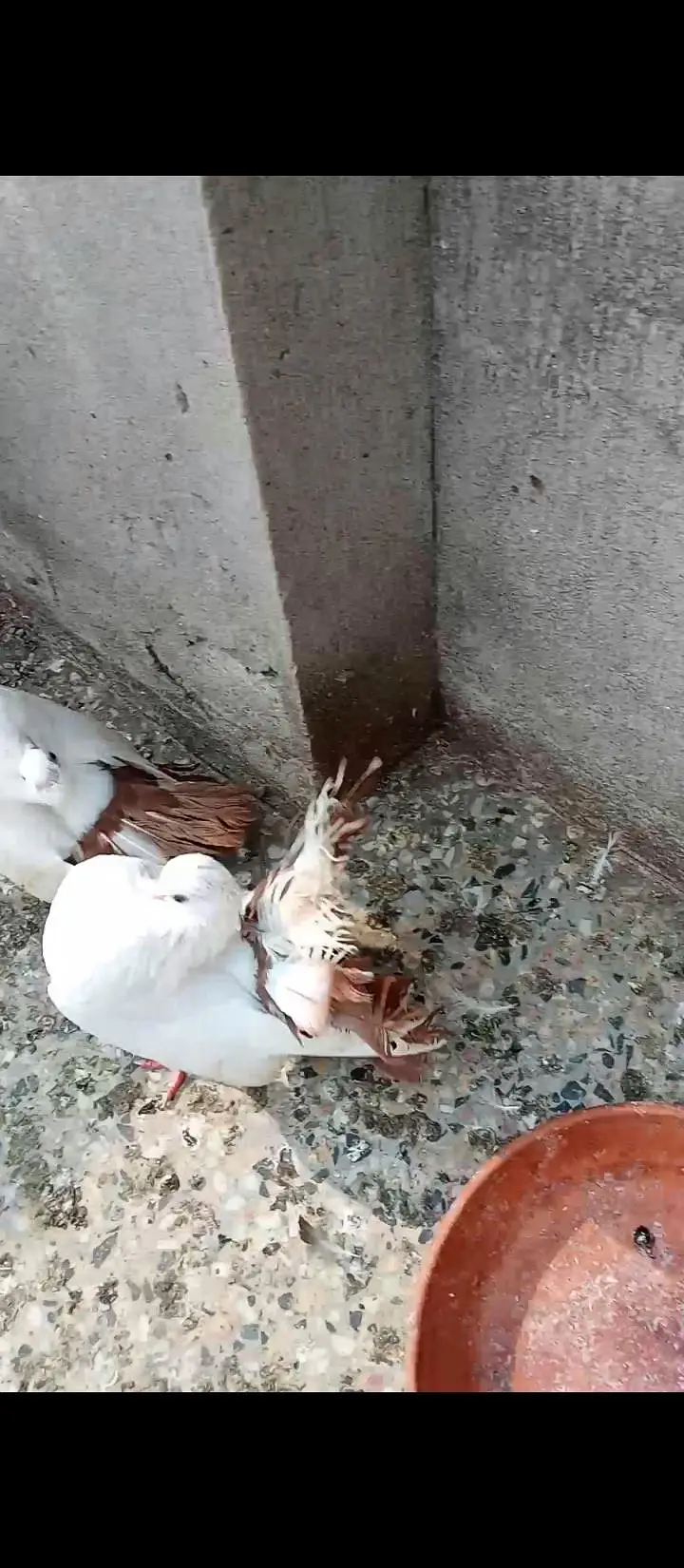 Laka Pigeons — photo 6