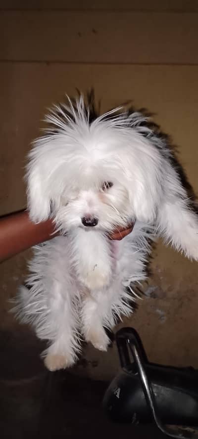 The dog