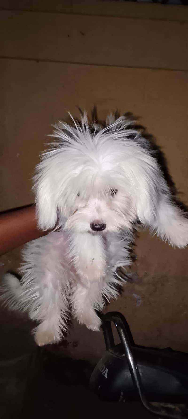 The dog 1