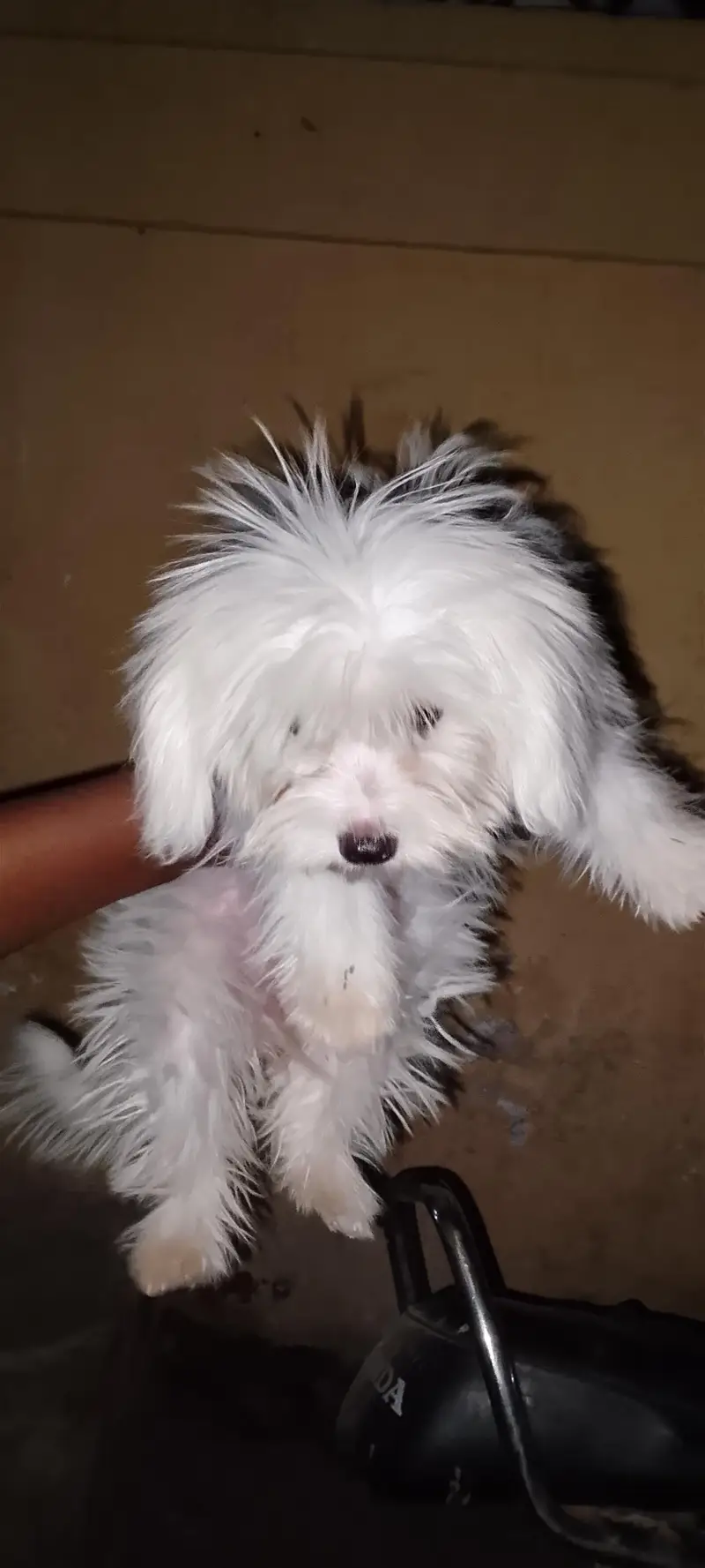 The dog — photo 2
