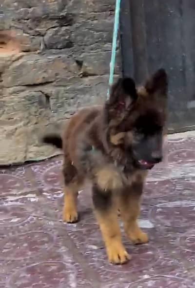 Pure German Shepherd breed for sale WhatsApp mi