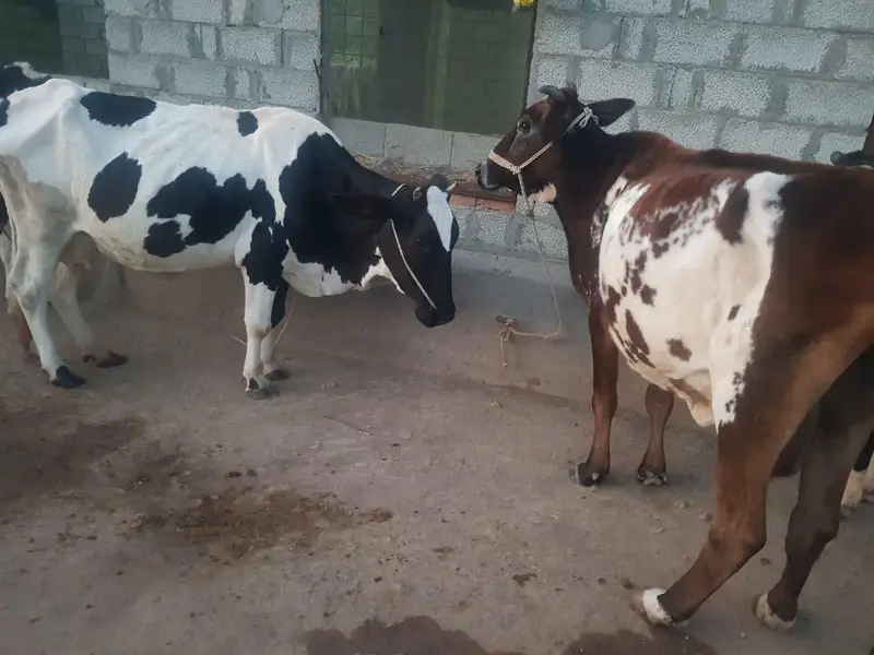 Cow For Sale.