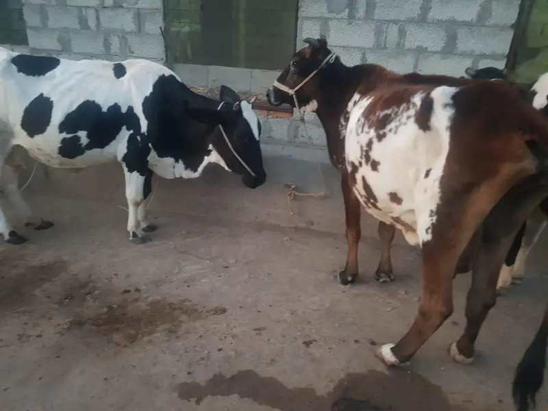 Cow For Sale. — photo 2