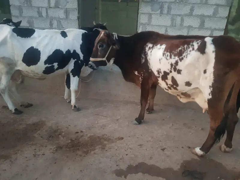 Cow For Sale. — photo 3