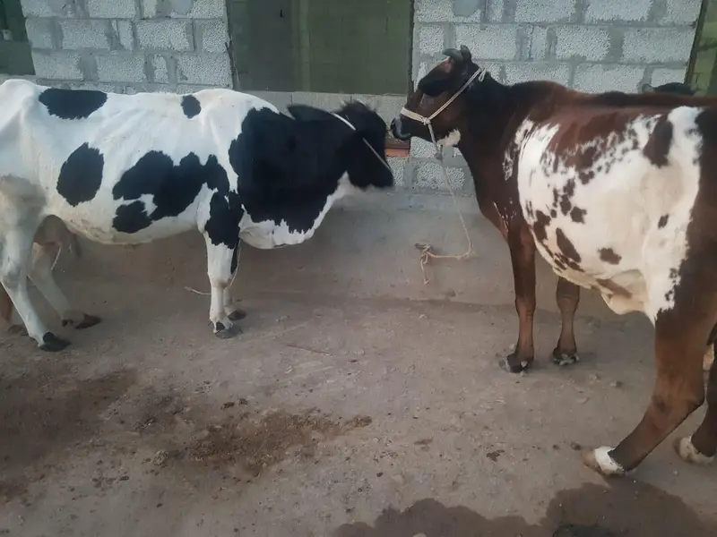 Cow For Sale. — photo 4