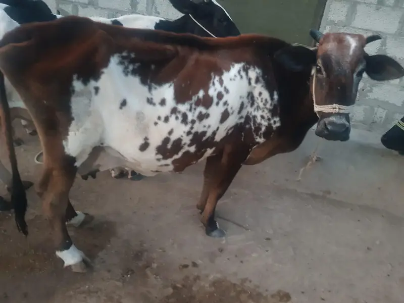 Cow For Sale. — photo 5