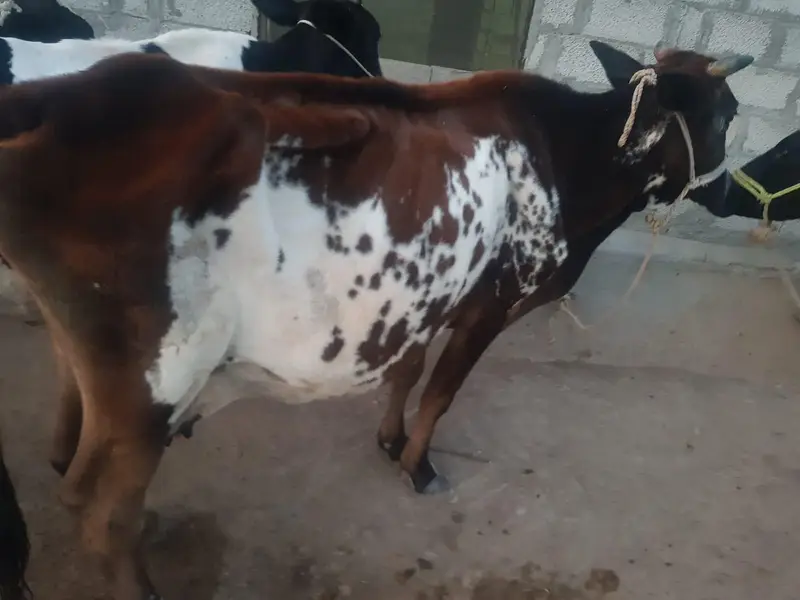 Cow For Sale. — photo 6