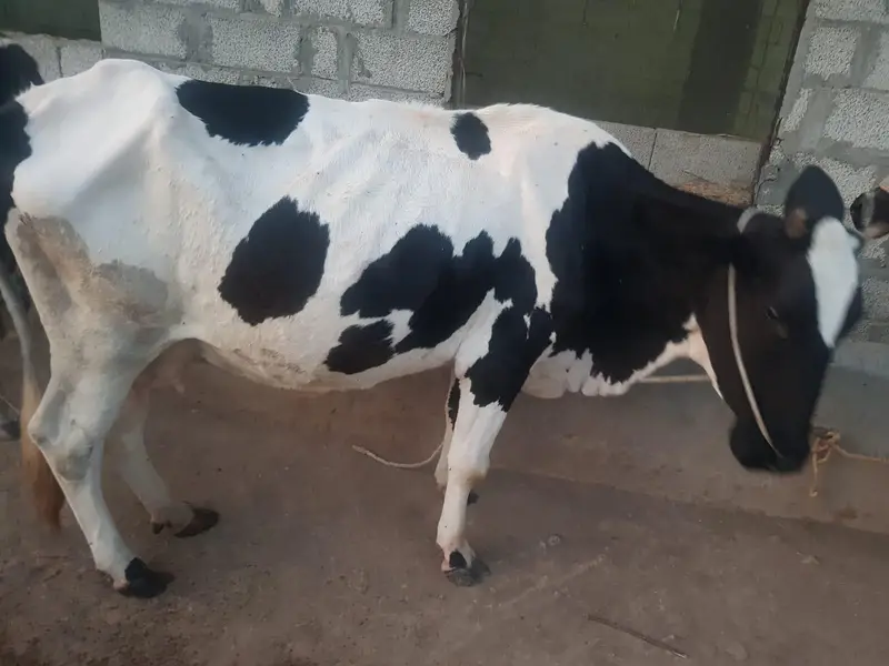 Cow For Sale. — photo 7