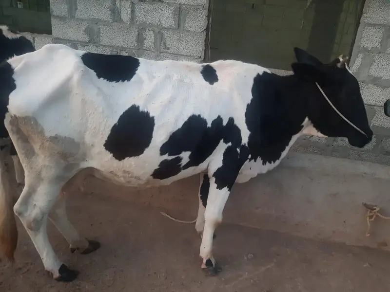 Cow For Sale. — photo 8