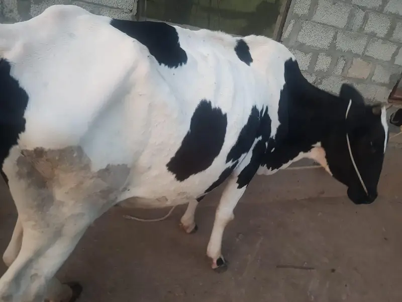 Cow For Sale. — photo 9