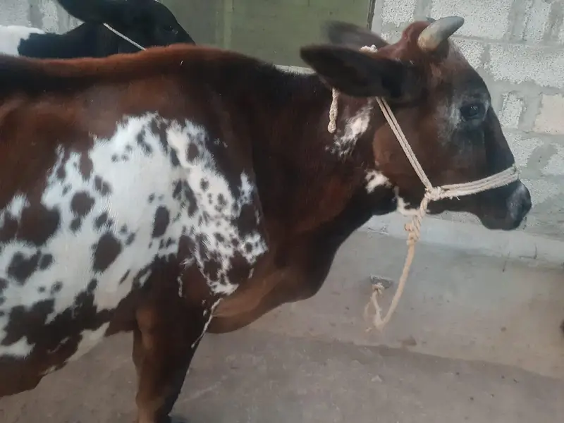 Cow For Sale. — photo 10