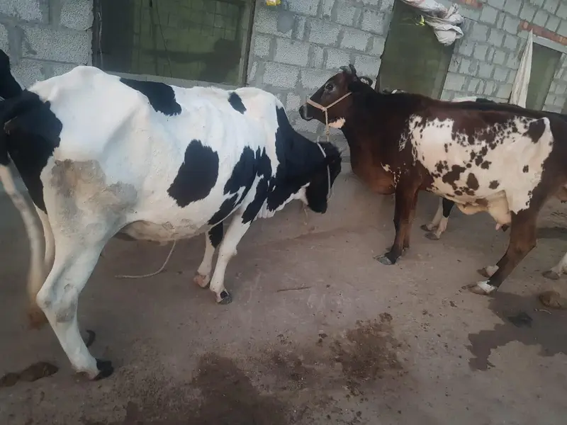 Cow For Sale. — photo 12