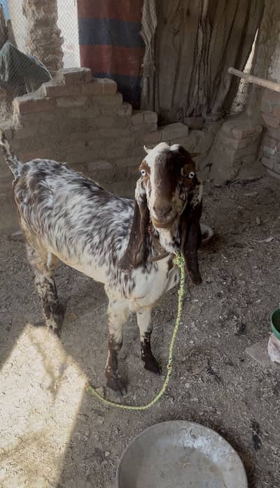 Bakri