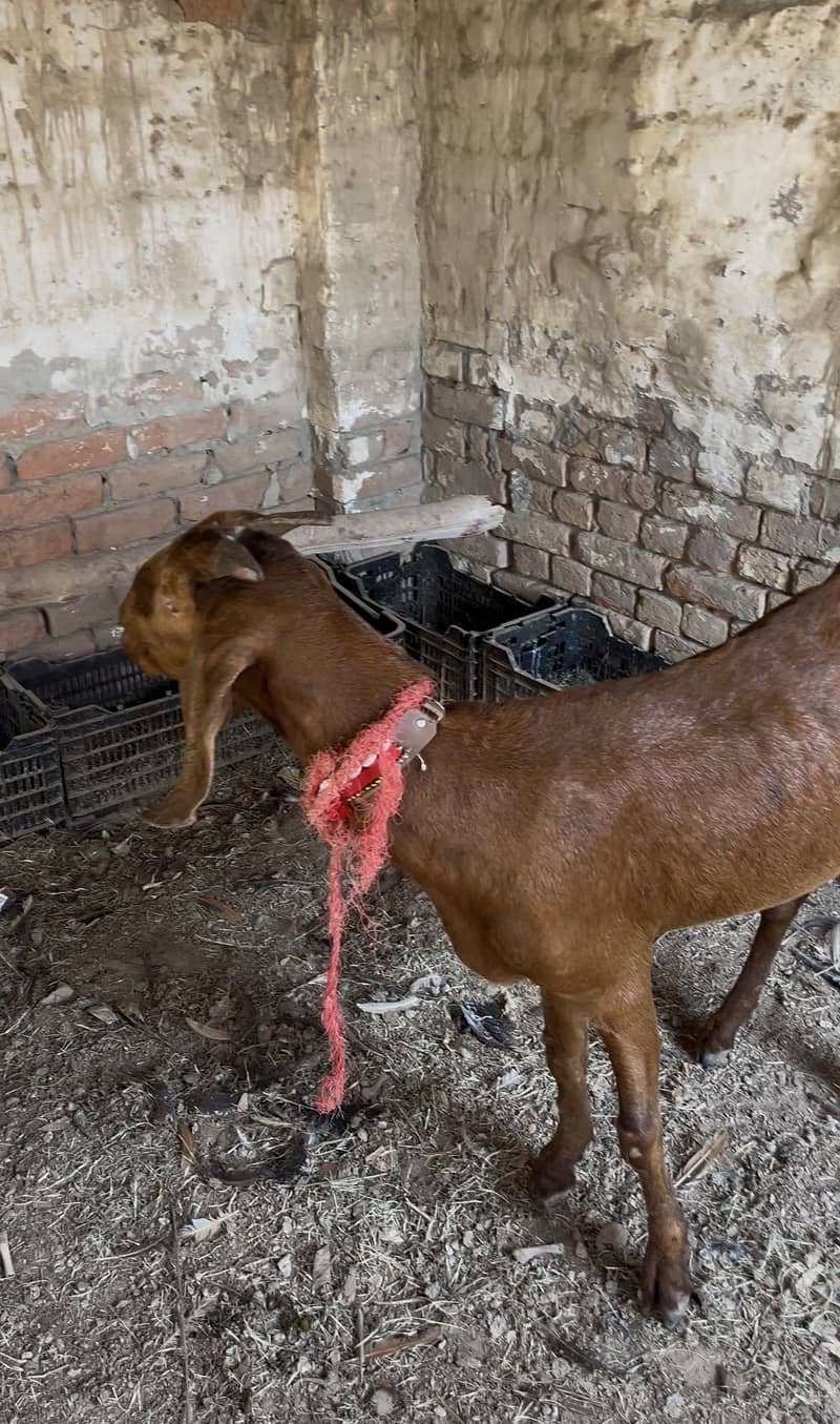 Bakri 1