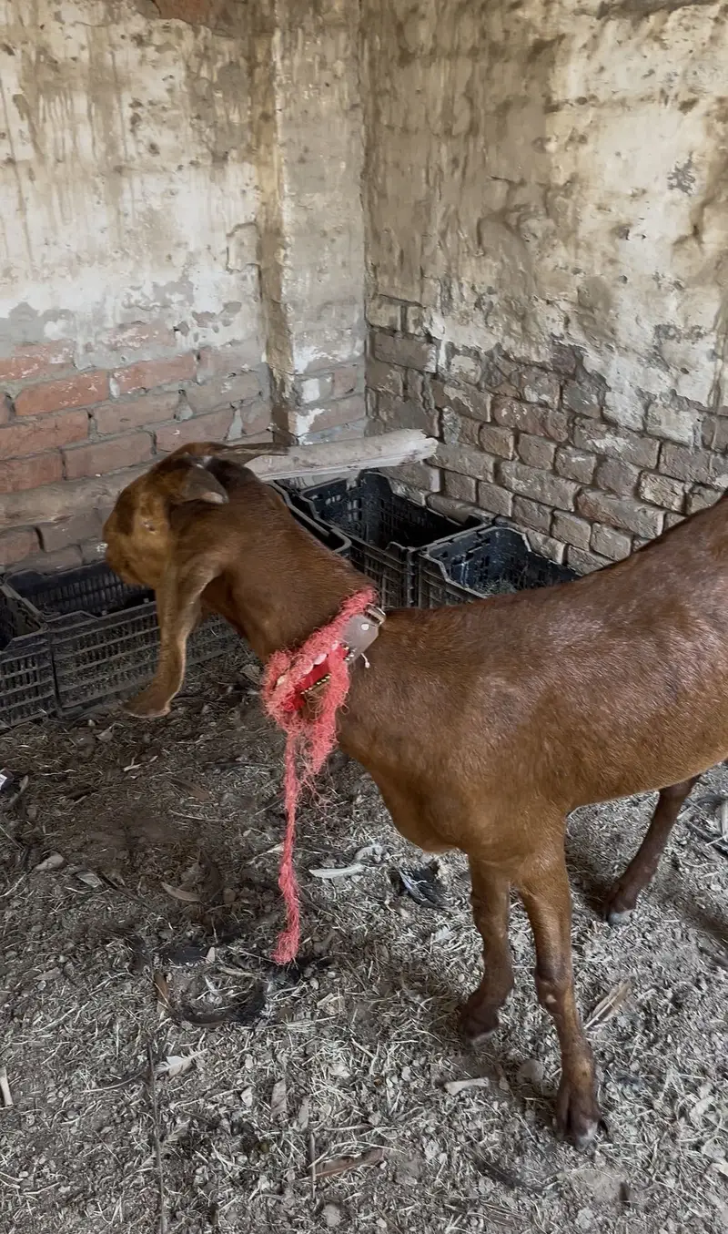 Bakri — photo 2
