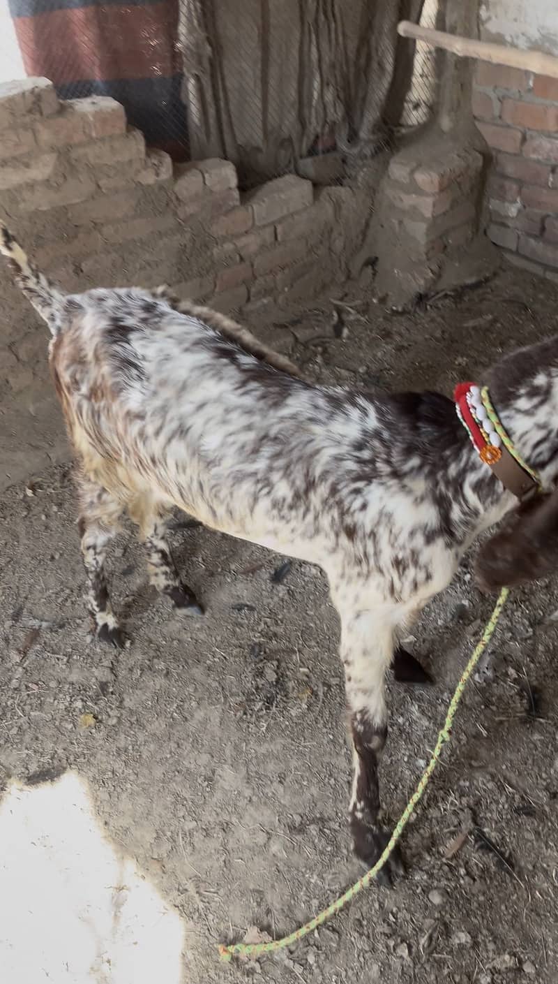 Bakri 2