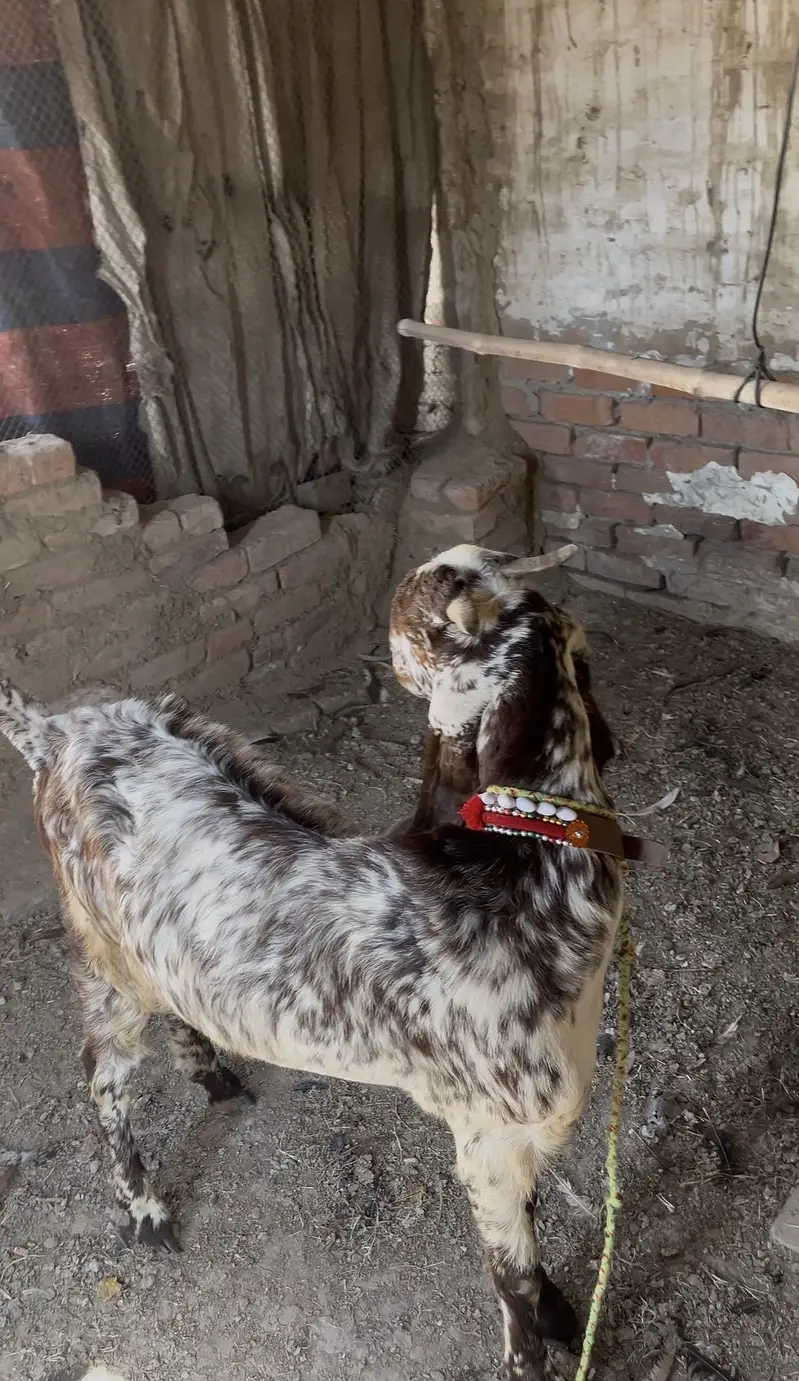 Bakri — photo 4