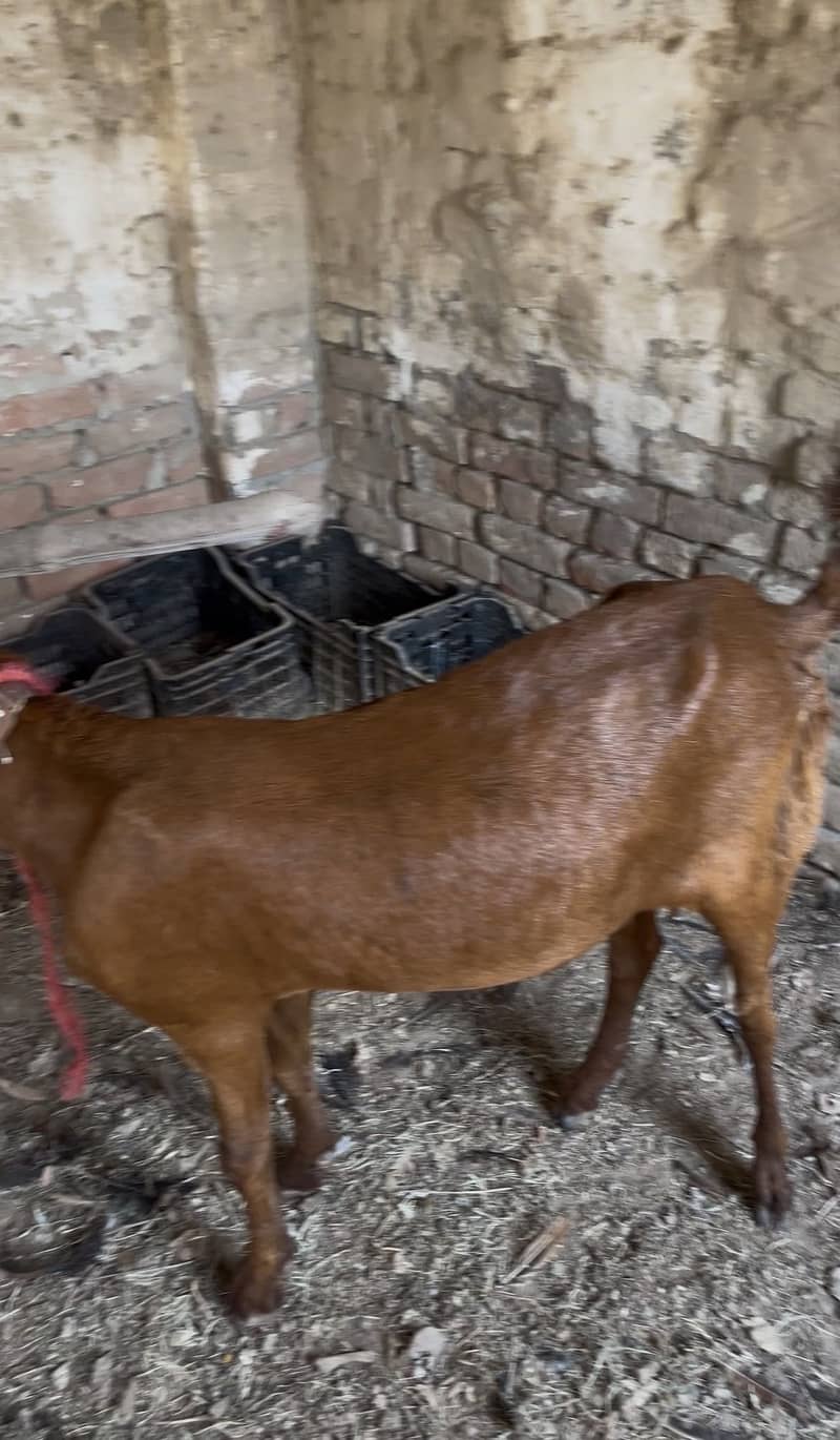 Bakri 4