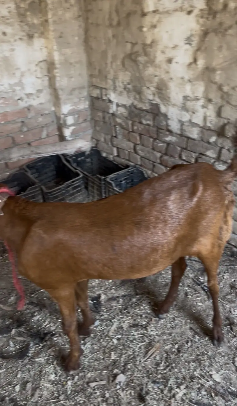 Bakri — photo 5