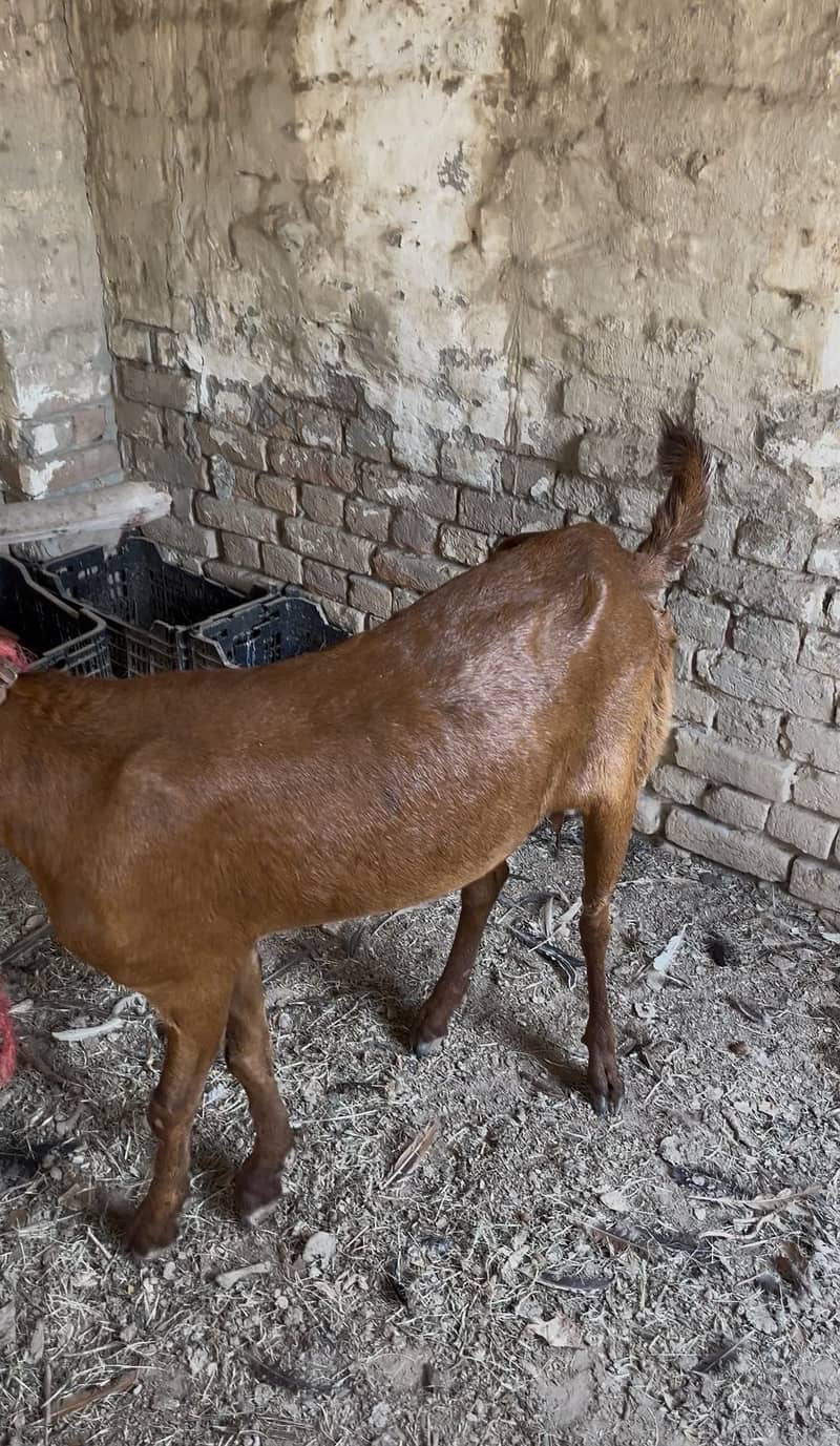 Bakri 5