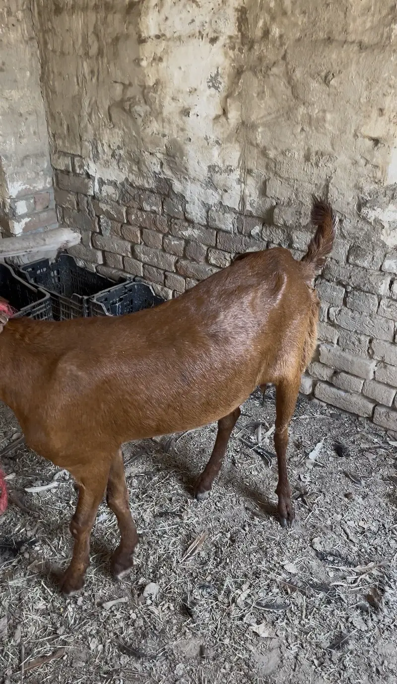 Bakri — photo 6
