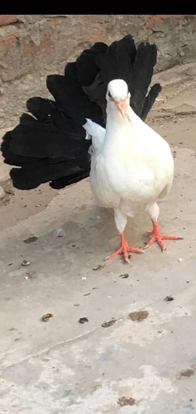 black tail brilliant quality. only serious byer contact. price of one