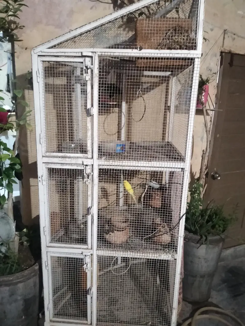 Iron Bird Cage Aviary with 10 Premium Parrots (Multi-Color & White) — photo 2
