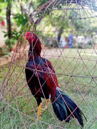 High quality lakha pair Available contact no 03179218962
