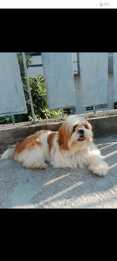 shitzu (stud only)
