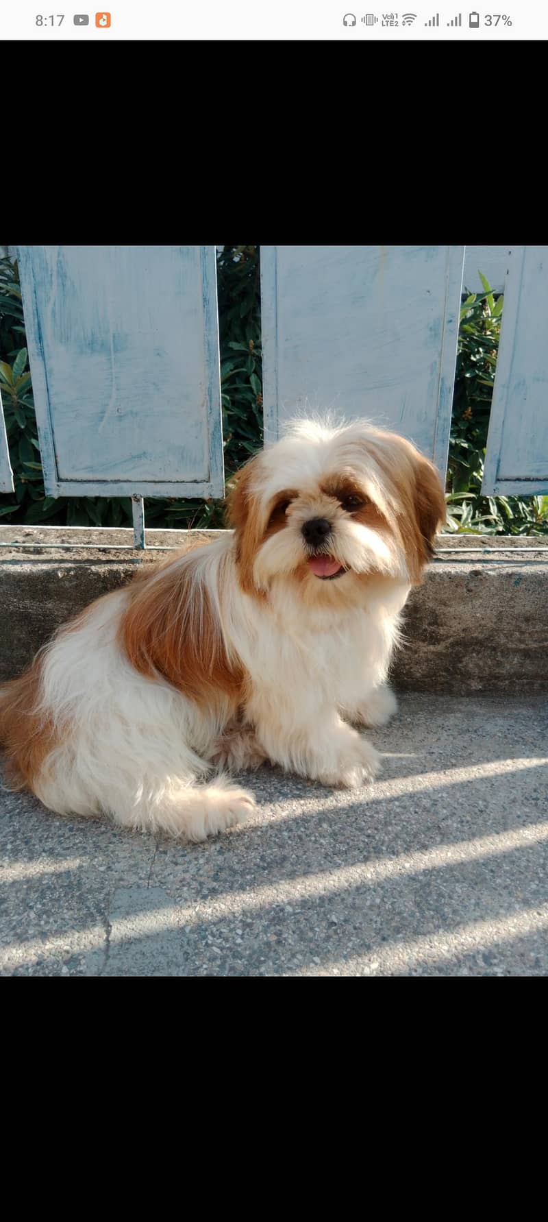shitzu (stud only) 2