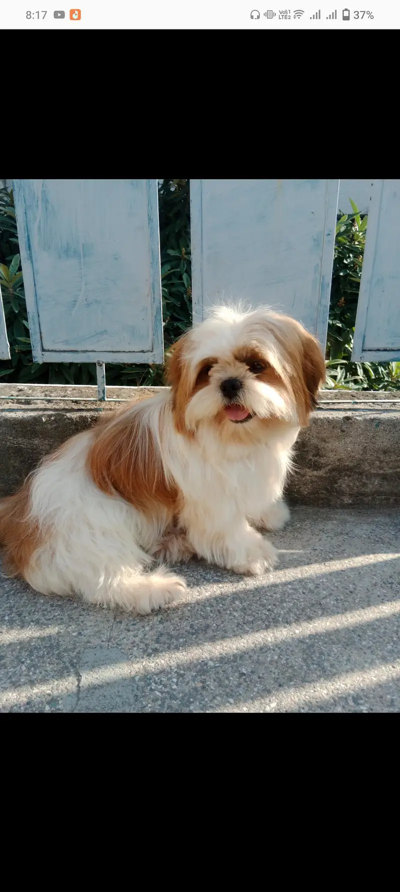 shitzu (stud only) — photo 3