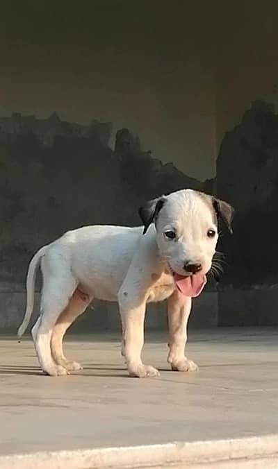 gultair male puppy