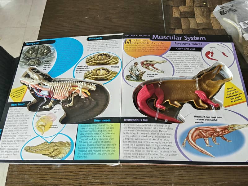 3D crocodile book 2