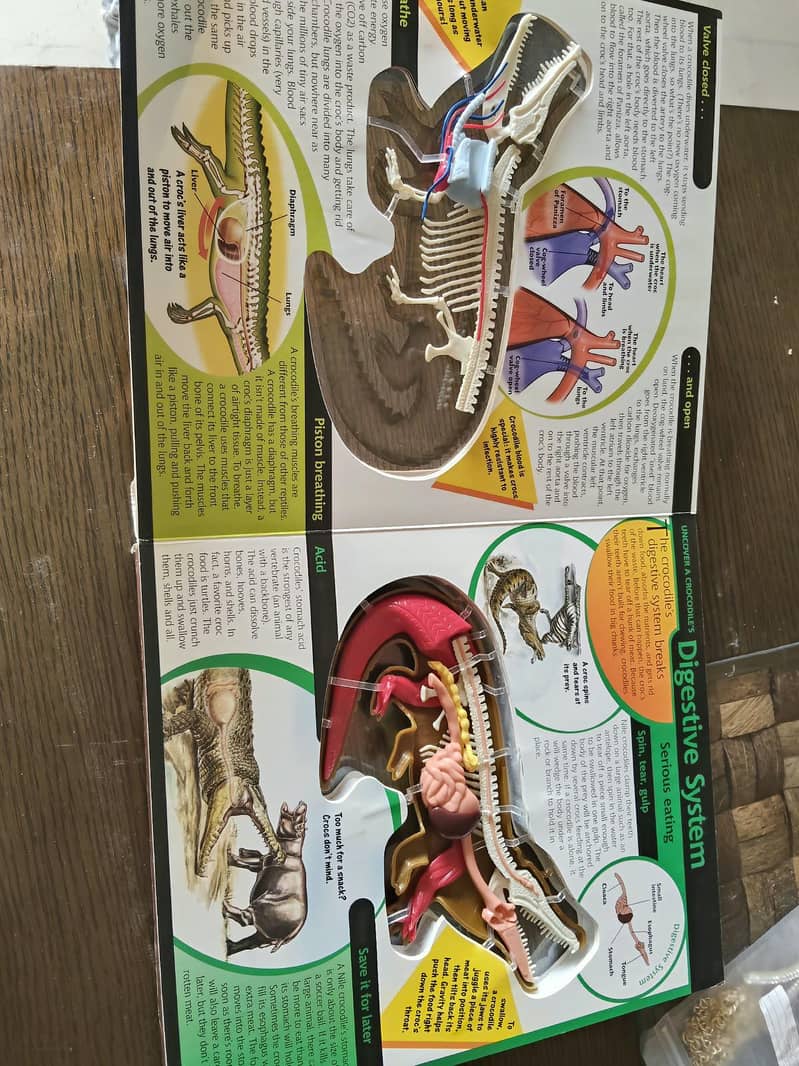 3D crocodile book 3