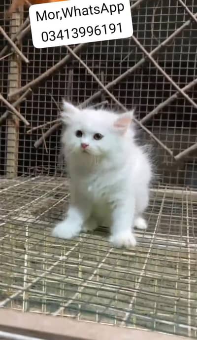Persian kitten mail and female for saleContact my WhatsApp0