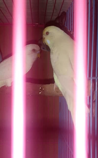 Red eye breeder pair available for Sale