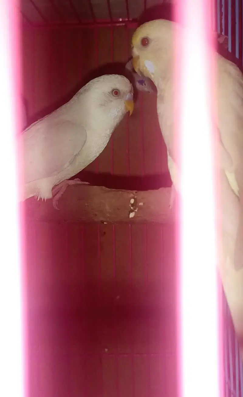 Red eye breeder pair available for Sale — photo 2
