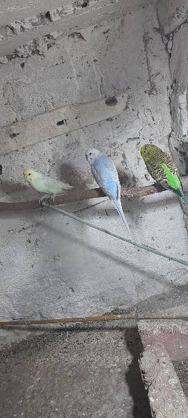 1 pair 1 male