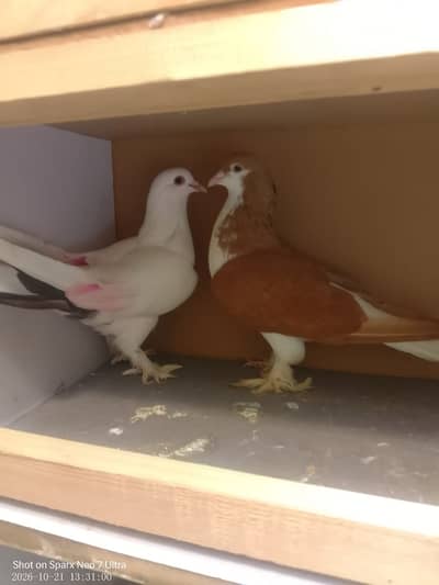 Breeder sherazi pair