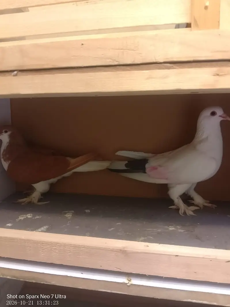 Breeder sherazi pair — photo 2