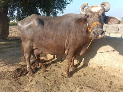 Nili Ravi Milking Buffalo with Female Calf. MashaAllah!