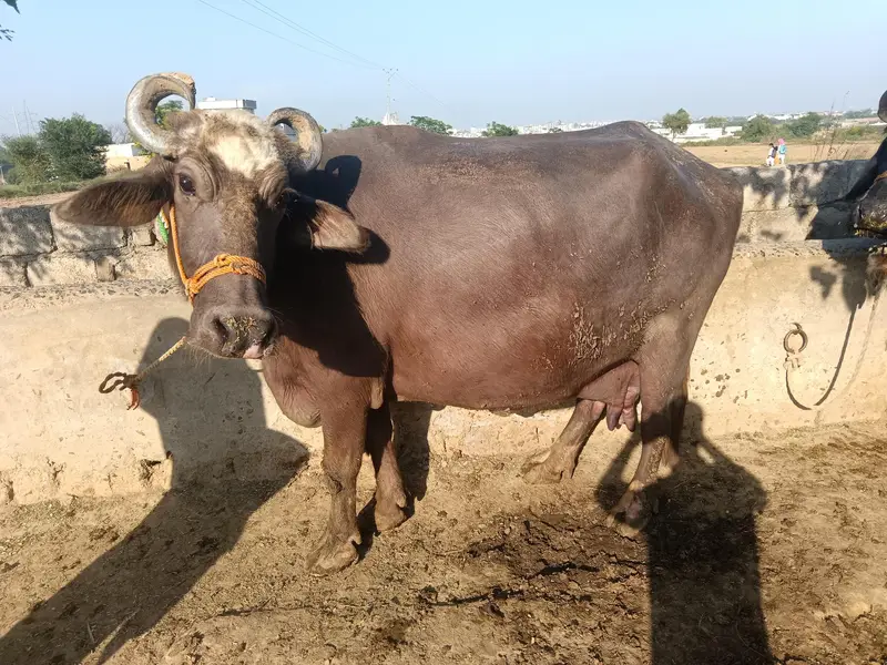 Nili Ravi Milking Buffalo with Female Calf. MashaAllah! — photo 2
