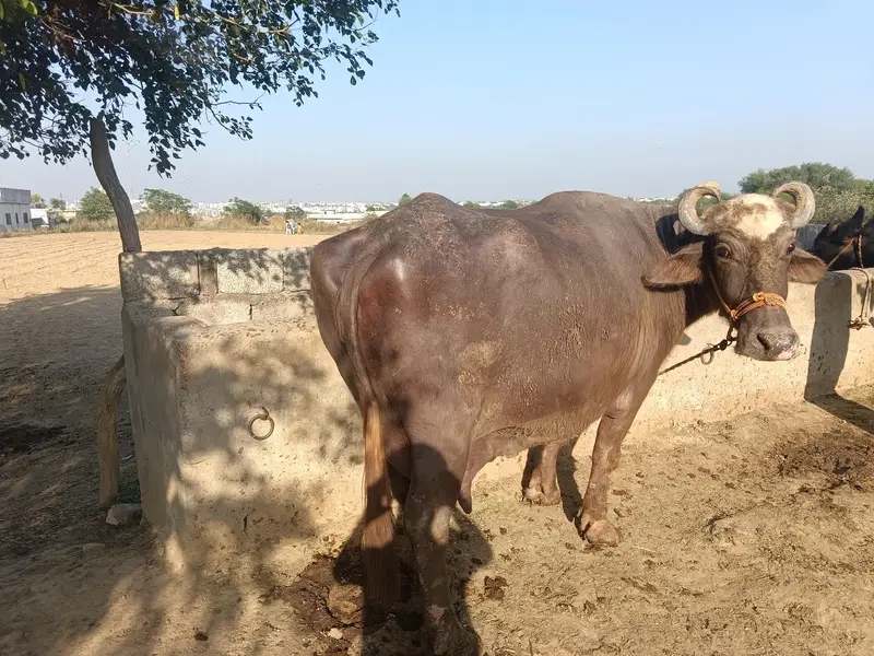 Nili Ravi Milking Buffalo with Female Calf. MashaAllah! — photo 3