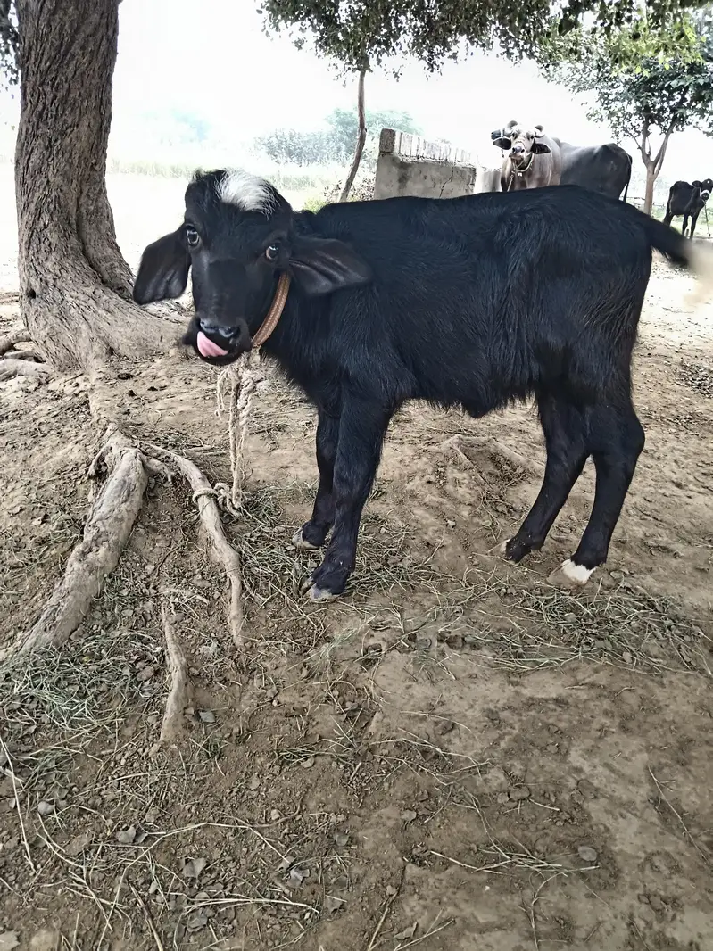 Nili Ravi Milking Buffalo with Female Calf. MashaAllah! — photo 4