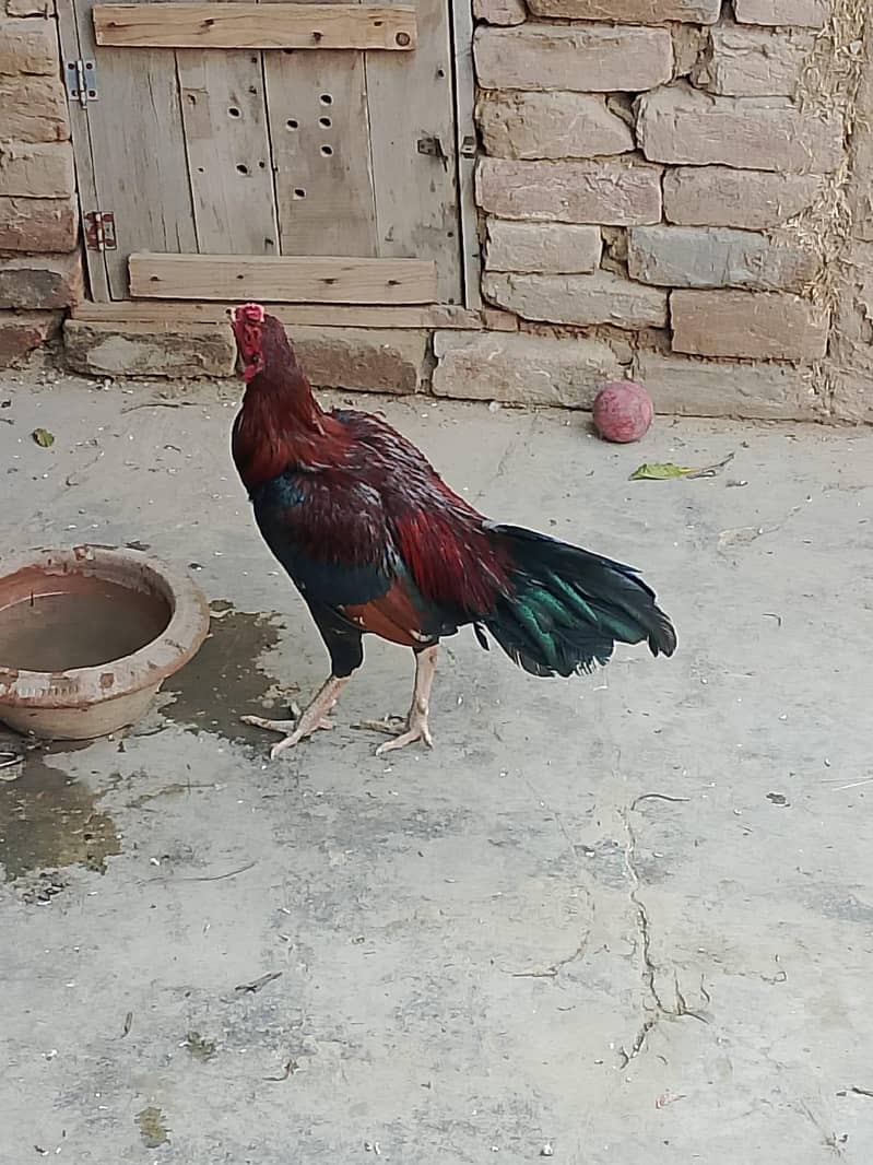 aseel murga 0