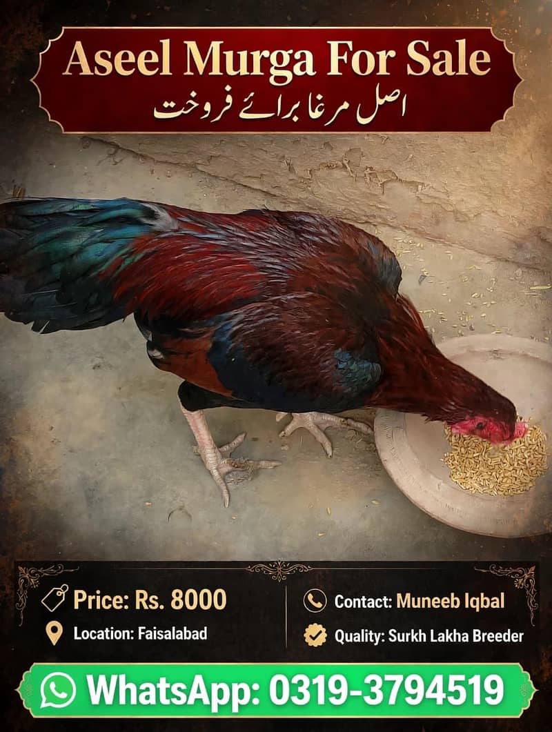 aseel murga 2