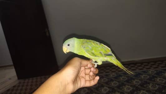 plum head parrot male in grey head