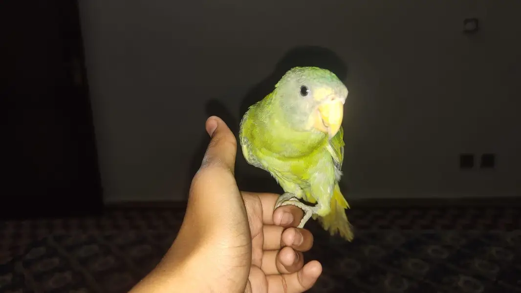 plum head parrot male in grey head — photo 2